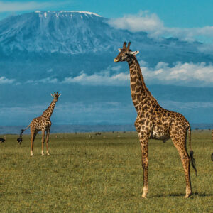 Amboseli-National-Park