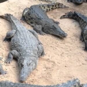 Filming-Mombasa-Mamba-village