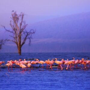 Kenya_LakeNakuru2