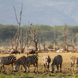Lake_Manyara_Wildlife
