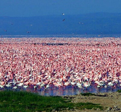 4 Days, 3 Nights Masai Mara National reserve and Lake Nakuru park