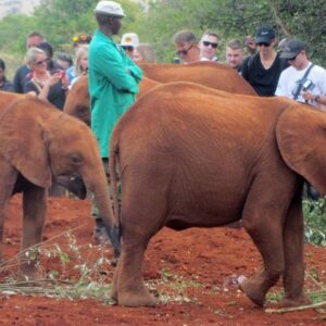 Orphanage-elephants-and-Rhino-filming-at-Sheldric-Wildlife-Trust