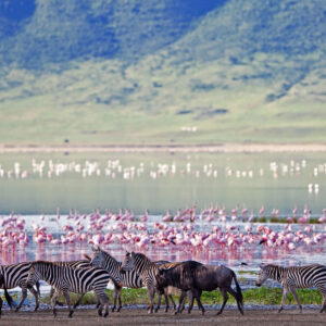 ngorongoro-crater-floor-teaming-with-game