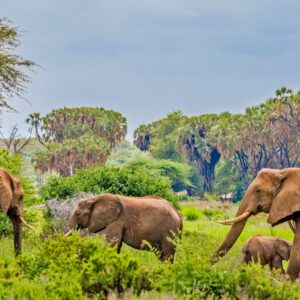 samburu-national-reserve-kenya