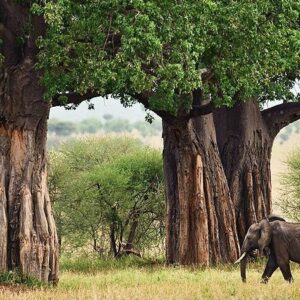 tarangire-national-park