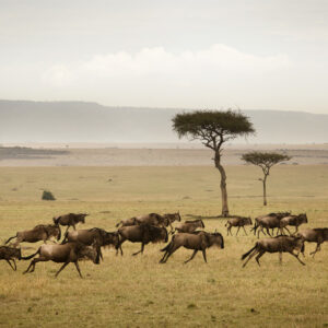 wildebeest-herd-running-serengeti-eliza-deacon-mr